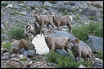 Group of bighorn sheep. Glacier National Park, Montana, USA.