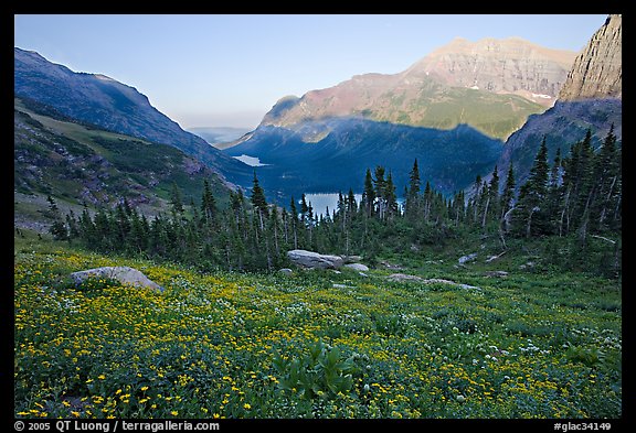 Wildflower meadow and Many Glacier Valley, late afternoon. Glacier National Park, Montana, USA.