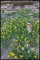 Wildflowers. Glacier National Park, Montana, USA.