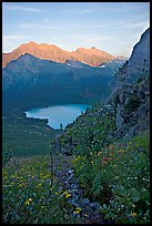 Alpine wildflowers and stream, Grinnell Lake, and Allen Mountain, sunset. Glacier National Park, Montana, USA.