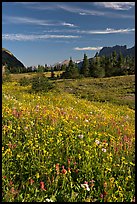 Wildflower meadow, Logan Pass, early morning. Glacier National Park, Montana, USA. (color)