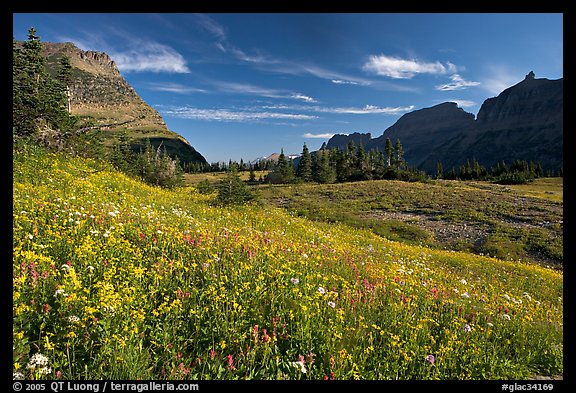 Alpine meadow with wildflowers, Logan Pass, morning. Glacier National Park (color)