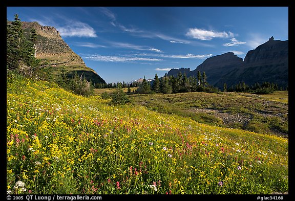 Alpine meadow with wildflowers, Logan Pass, morning. Glacier National Park, Montana, USA.