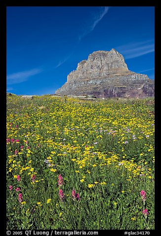 Carpet of alpine flowers and Clemens Mountain, Logan Pass. Glacier National Park, Montana, USA.