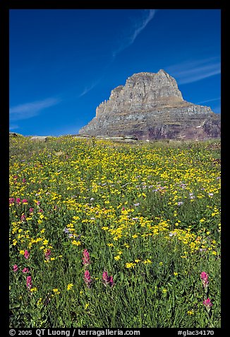 Carpet of alpine flowers and Clemens Mountain, Logan Pass. Glacier National Park, Montana, USA.