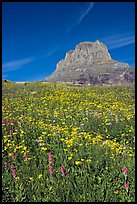 Carpet of alpine flowers and Clemens Mountain, Logan Pass. Glacier National Park ( color)