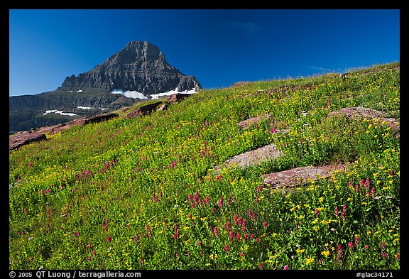 Alpine wildflowers and Reynolds Mountain, Logan Pass, morning. Glacier National Park, Montana, USA.