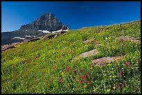 Alpine wildflowers and Reynolds Mountain, Logan Pass, morning. Glacier National Park, Montana, USA. (color)