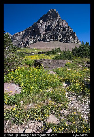Meadow with wildflowers below Clemens Mountain, Logan Pass. Glacier National Park, Montana, USA.