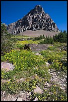 Meadow with wildflowers below Clemens Mountain, Logan Pass. Glacier National Park, Montana, USA.