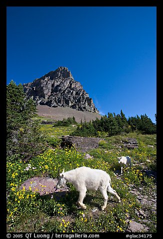 Mountain goat and cub in a meadown below Clemens Mountain, Logan Pass. Glacier National Park, Montana, USA.