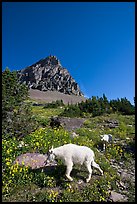 Mountain goat and cub in a meadown below Clemens Mountain, Logan Pass. Glacier National Park, Montana, USA. (color)