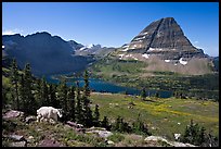 Hidden Lake, Bearhat Mountain, and mountain goat. Glacier National Park, Montana, USA.