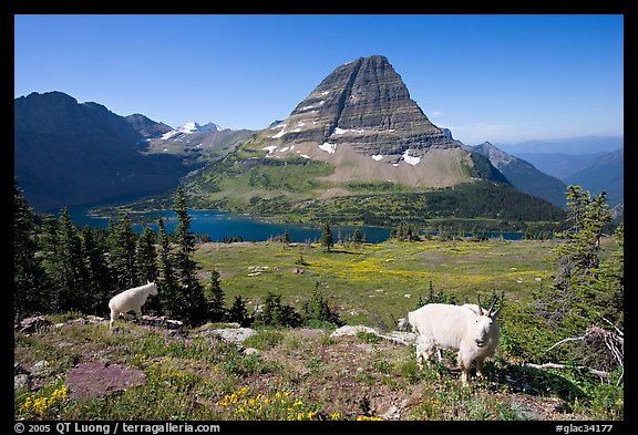 Mountain goats, Hidden Lake, Bearhat Mountain. Glacier National Park (color)