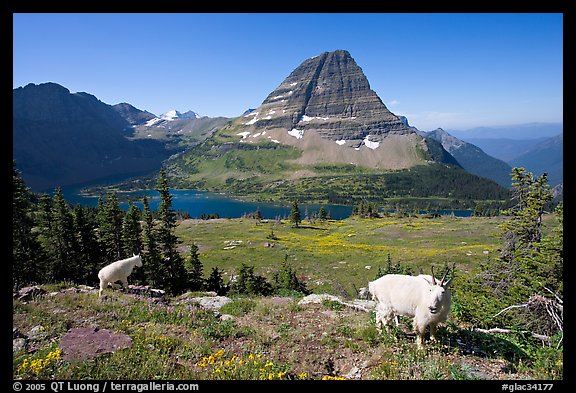 Mountain goats, Hidden Lake, Bearhat Mountain. Glacier National Park, Montana, USA.