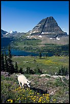 Young mountain goat, with Hidden Lake and Bearhat Mountain in the background. Glacier National Park, Montana, USA.