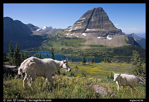 Mountain goat and kid, Hidden Lake and Bearhat Mountain in the background. Glacier National Park, Montana, USA.