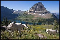 Mountain goat and kid, Hidden Lake and Bearhat Mountain in the background. Glacier National Park, Montana, USA.