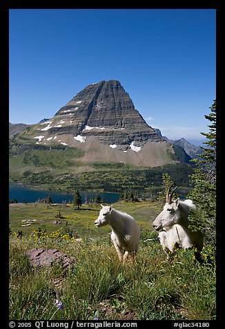 Mountain goats, Hidden Lake and Bearhat Mountain behind. Glacier National Park, Montana, USA.