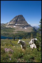 Mountain goats, Hidden Lake and Bearhat Mountain behind. Glacier National Park, Montana, USA.