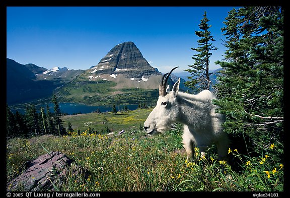 Mountain goat, Hidden Lake and Bearhat Mountain behind. Glacier National Park (color)