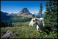 Mountain goat, Hidden Lake and Bearhat Mountain behind. Glacier National Park, Montana, USA.