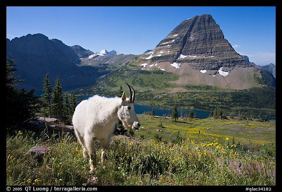 Mountain goat, Hidden Lake and Bearhat Mountain. Glacier National Park, Montana, USA.