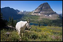 Mountain goat, Hidden Lake and Bearhat Mountain. Glacier National Park, Montana, USA.