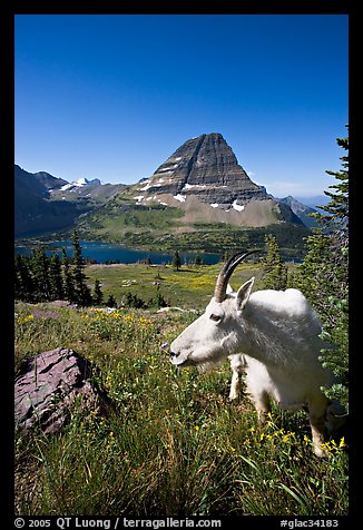 Mountain goat seen at close range near Hidden Lake overlook. Glacier National Park, Montana, USA.