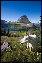 Mountain goat seen at close range near Hidden Lake overlook. Glacier National Park, Montana, USA.