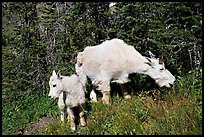 Mountain goat and kid. Glacier National Park, Montana, USA.