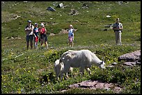 Hikers watching mountains goats near Logan Pass. Glacier National Park, Montana, USA.