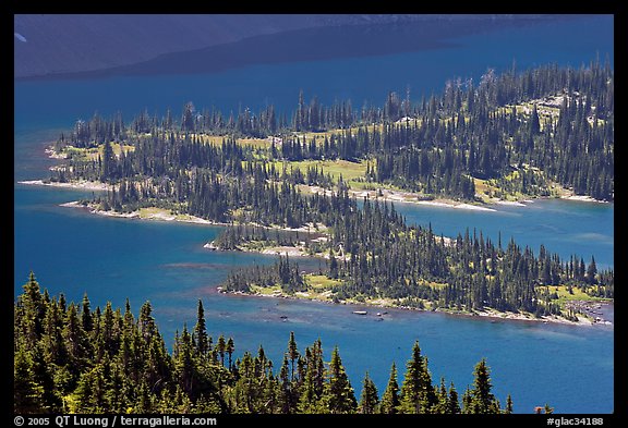 Conifers and Hidden Lake. Glacier National Park, Montana, USA.