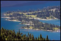 Conifers and Hidden Lake. Glacier National Park, Montana, USA.