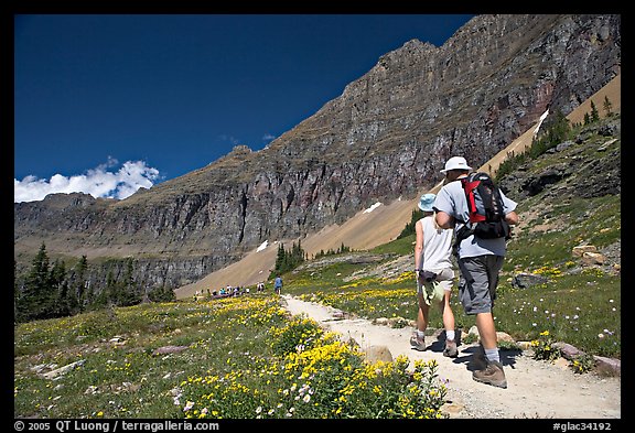 Hikers on trail amongst wildflowers near Hidden Lake. Glacier National Park, Montana, USA.