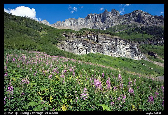 Fireweed below the Garden Wall. Glacier National Park, Montana, USA.