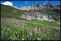 Fireweed below the Garden Wall. Glacier National Park, Montana, USA.