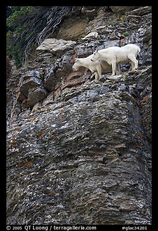 Mountain goats high on a ledge. Glacier National Park (color)