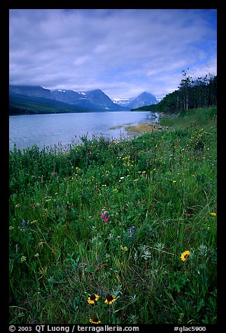 Wildflowers and Sherburne Lake, morning. Glacier National Park, Montana, USA.
