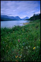 Wildflowers and Sherburne Lake, morning. Glacier National Park, Montana, USA.