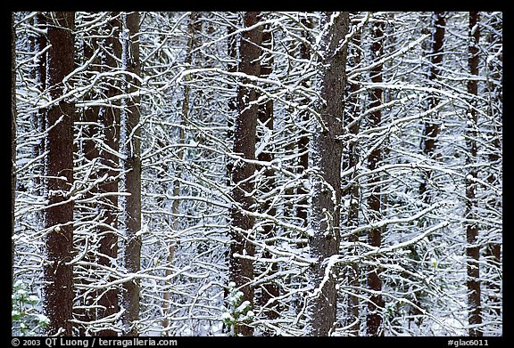 Snowy trees in winter. Glacier National Park, Montana, USA.