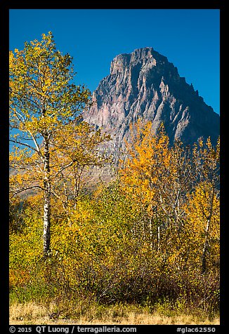 Autumn foliage and Rising Wolf Mountain. Glacier National Park, Montana, USA.