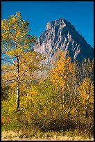 Autumn foliage and Rising Wolf Mountain. Glacier National Park, Montana, USA.