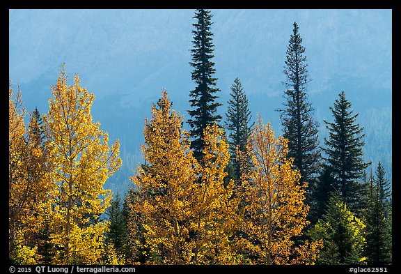 Trees in autumn foliage and firs. Glacier National Park, Montana, USA.