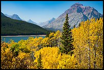 Autumn color, Rising Wolf Mountain, Lower Two Medicine Lake. Glacier National Park, Montana, USA.