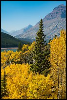 Autumn color, Rising Wolf Mountain. Glacier National Park, Montana, USA.