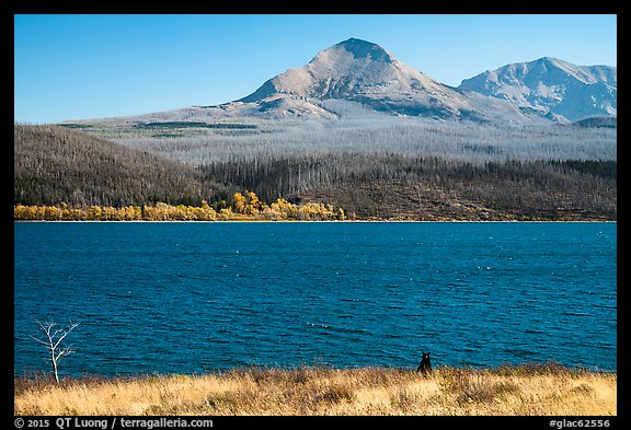 Black Bear, Saint Mary Lake. Glacier National Park (color)