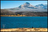 Black Bear, Saint Mary Lake. Glacier National Park ( color)