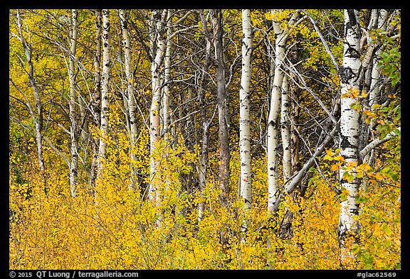 Forest in autumn, Saint Mary. Glacier National Park (color)