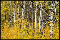 Forest in autumn, Saint Mary. Glacier National Park, Montana, USA.